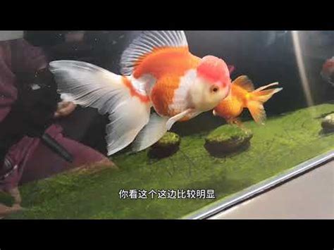 金魚意思|金魚 的意思、解釋、用法、例句